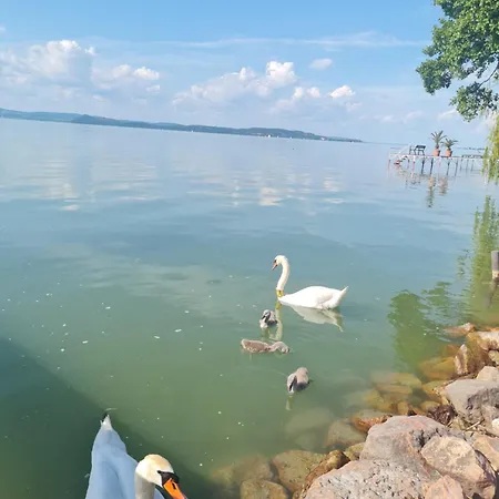 Flamingó Balatonszarszo